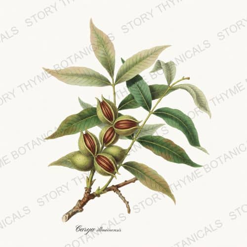 Pecan — a print from the Nut Trees collection