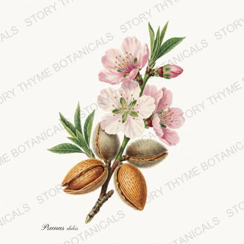 Almond — a print from the Nut Trees collection