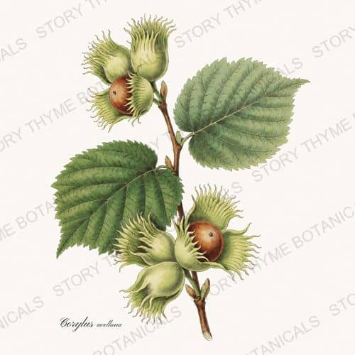 Hazelnut — a print from the Nut Trees collection