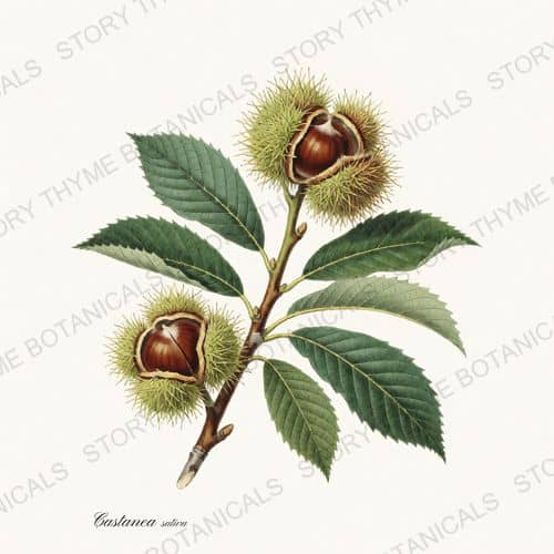 Chestnut — a print from the Nut Trees collection