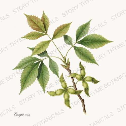 Hickory — a print from the Nut Trees collection