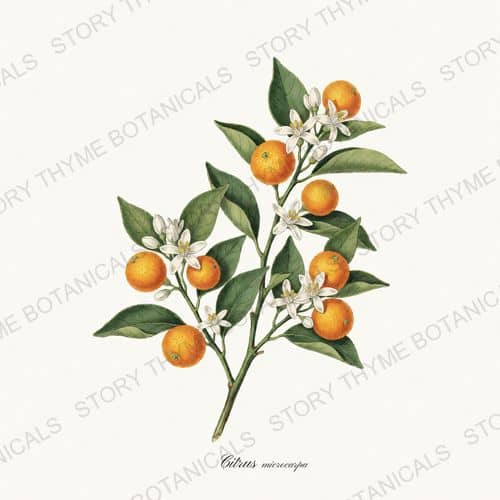 Calamondin — a print from the Orchard Vol. 2 collection