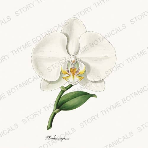 Phalaenopsis — Orchids print on a white ground