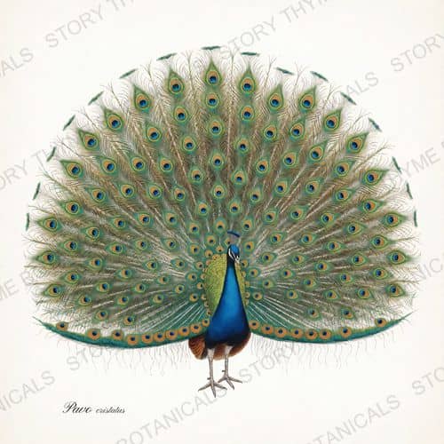 Peacock Fanned Train — Ornamental Fowl print on a white ground