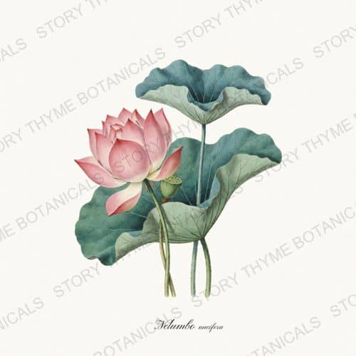 Sacred Lotus — a print from the Pond & Water Garden collection