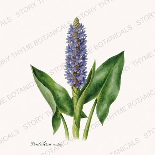Pickerelweed — a print from the Pond & Water Garden collection