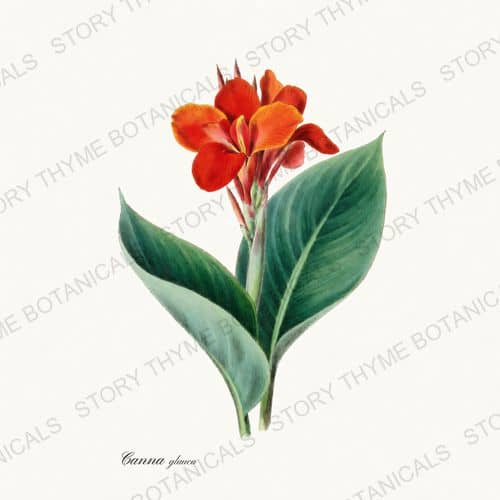Water Canna — a print from the Pond & Water Garden collection