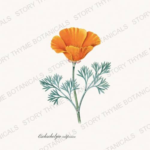 California Poppy — a print from the Poppies collection