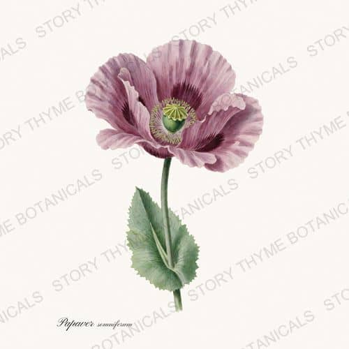 Breadseed Poppy — a print from the Poppies collection