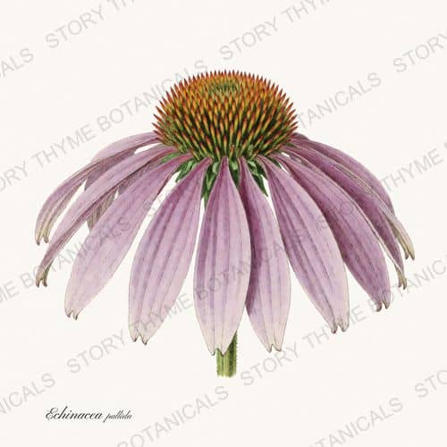 Pale Coneflower — Prairie Flowers print on a white ground