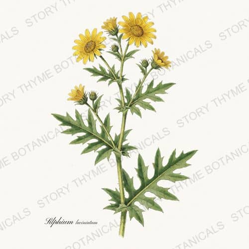 Compass Plant — a print from the Prairie Flowers collection