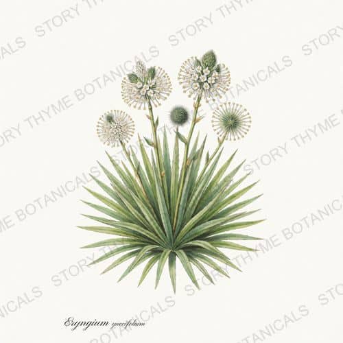 Rattlesnake Master — a print from the Prairie Flowers collection
