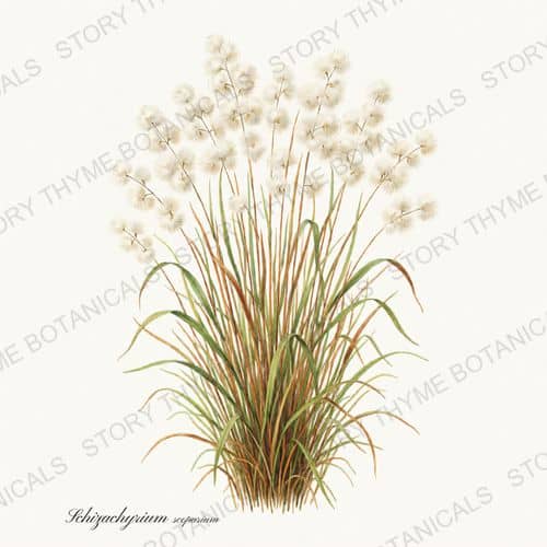 Little Bluestem — a print from the Prairie Flowers collection