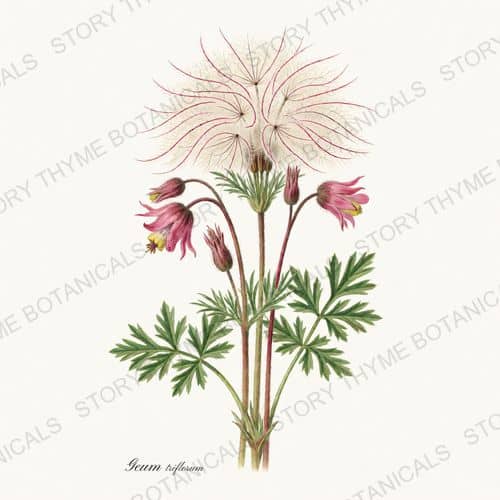 Prairie Smoke — a print from the Prairie Flowers collection