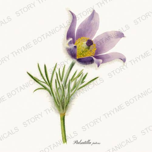 Pasque Flower — a print from the Prairie Flowers collection