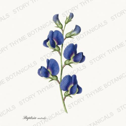 Wild Indigo — a print from the Prairie Flowers collection