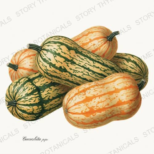Delicata — a print from the Heirloom Pumpkins collection