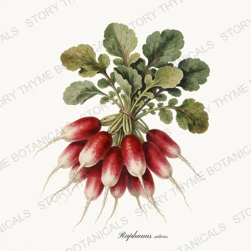 French Radish — a print from the Roots & Alliums collection