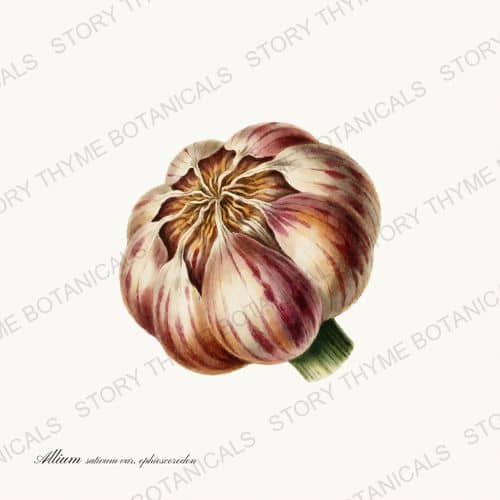 Hardneck Garlic — a print from the Roots & Alliums collection
