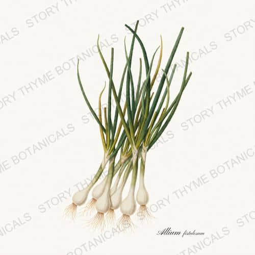 Welsh Onion — a print from the Roots & Alliums collection