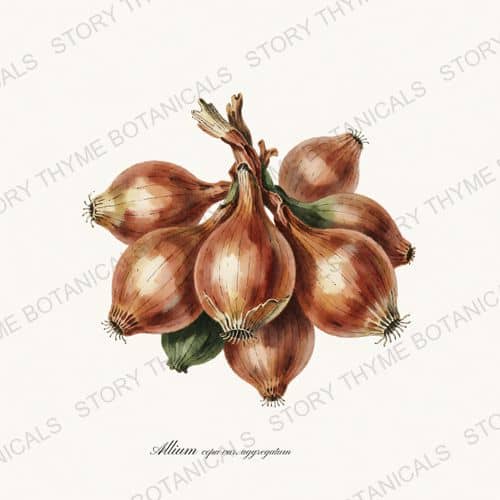 Shallot — a print from the Roots & Alliums collection