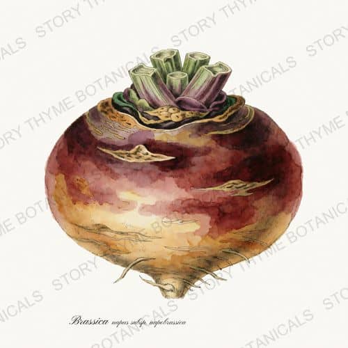 Rutabaga — a print from the Roots & Alliums collection