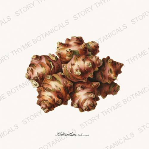 Sunchoke — a print from the Roots & Alliums collection