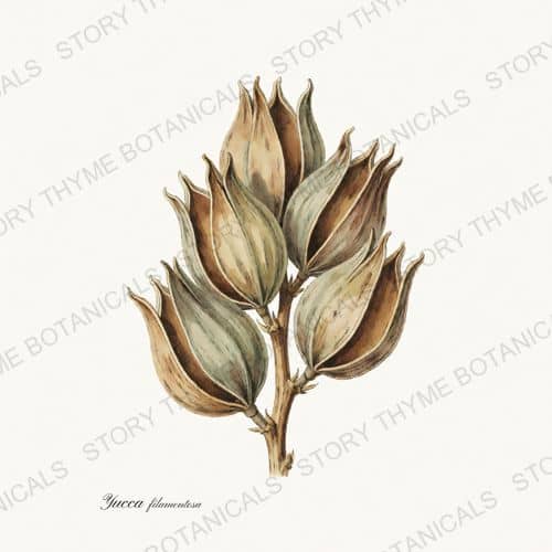 Yucca Pod — a print from the Seed Heads & Pods collection