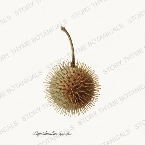 Sweetgum Ball — a print from the Seed Heads & Pods collection