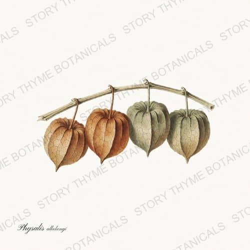 Chinese Lantern — a print from the Seed Heads & Pods collection