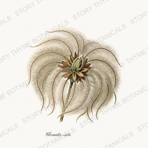 Clematis Head — a print from the Seed Heads & Pods collection