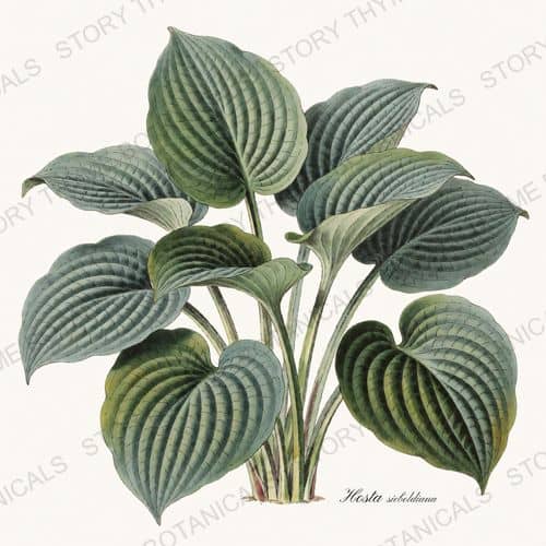 Hosta — a print from the Shade Garden collection