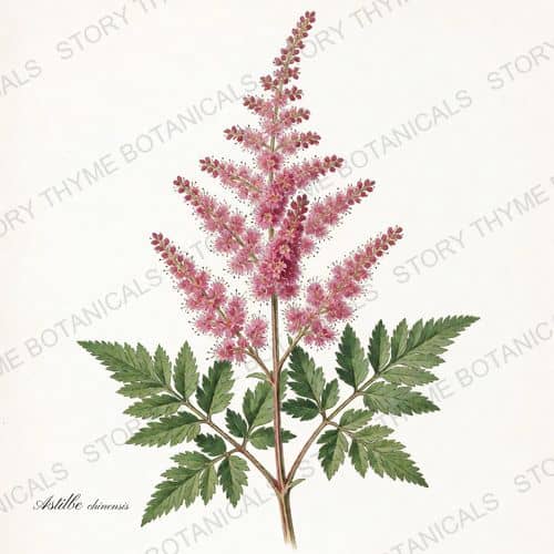 Astilbe — a print from the Shade Garden collection
