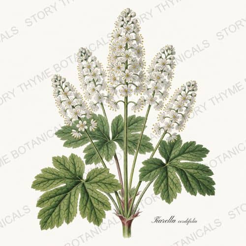 Foamflower — a print from the Shade Garden collection