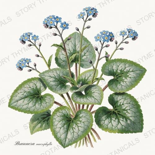 Brunnera — a print from the Shade Garden collection