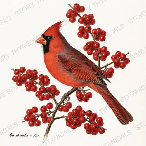 Cardinalis Ilex — Songbirds & Branches print on a white ground