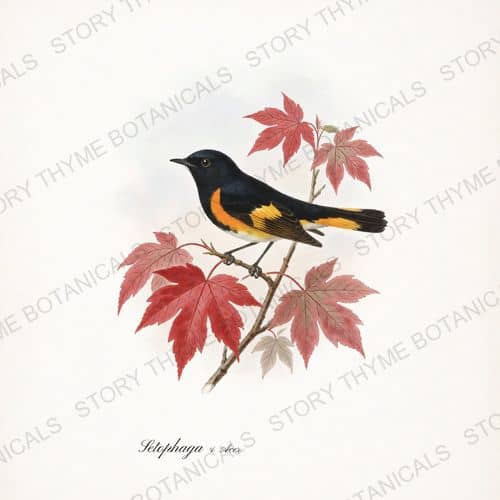 Redstart Maple — Songbirds & Branches Vol. 2 print on a white ground