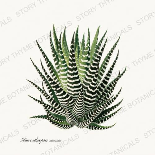 Haworthia — a print from the Succulents Vol. 2 collection