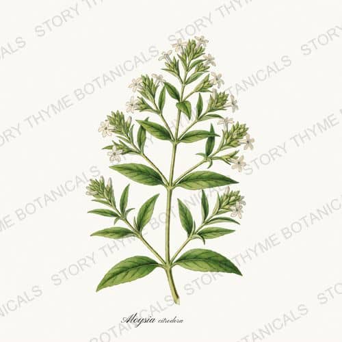 Lemon Verbena — a print from the Tea Herbs collection