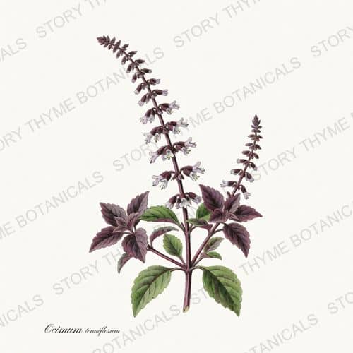Holy Basil — a print from the Tea Herbs collection