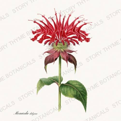 Bee Balm — a print from the Tea Herbs collection