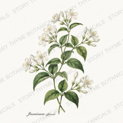 Jasmine — a print from the Tea Herbs collection