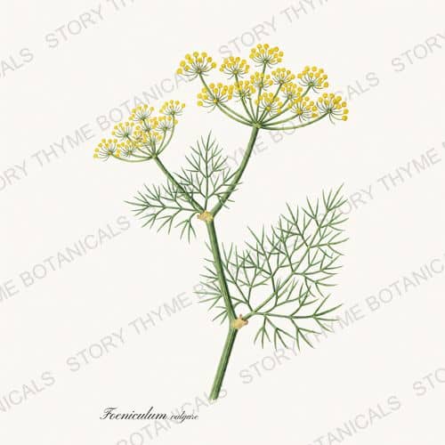 Fennel — a print from the Tea Herbs collection