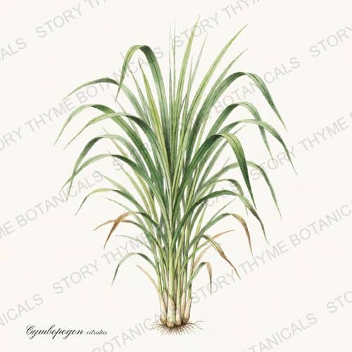 Lemongrass — a print from the Tea Herbs collection