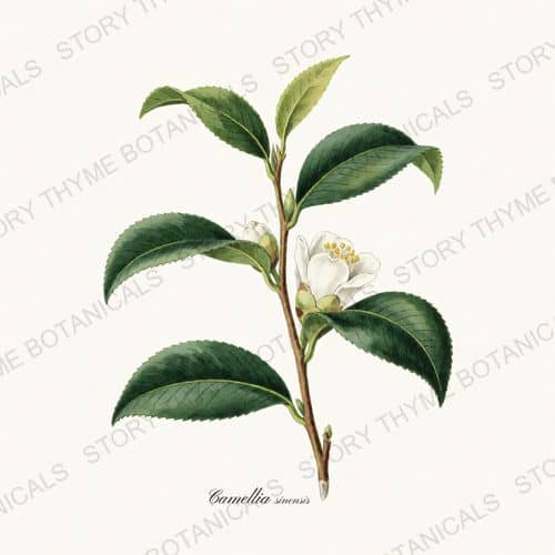 Tea Plant — a print from the Tea Herbs collection