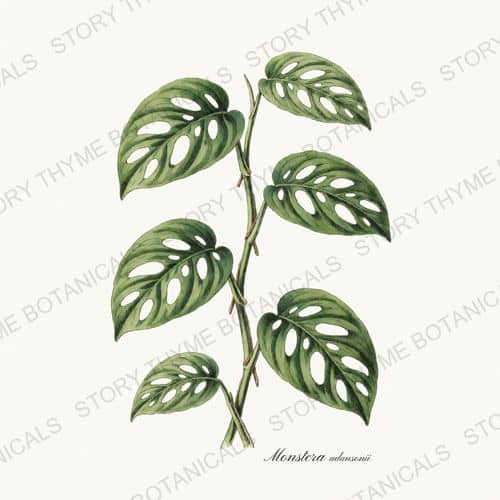 Monstera Adansonii — Tropical Plants print on a white ground