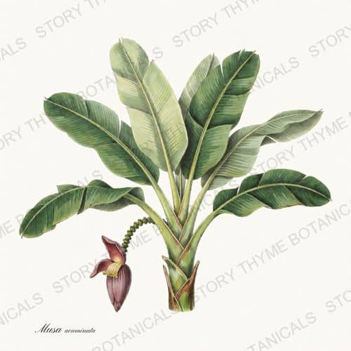 Banana — a print from the Tropical Plants collection