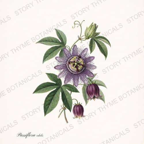 Passion Flower — a print from the Tropical Plants collection