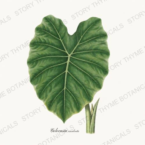 Elephant Ear — a print from the Tropical Plants collection