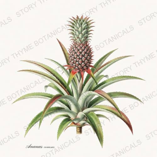 Pineapple — a print from the Tropical Plants collection